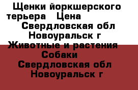 Щенки йоркшерского терьера › Цена ­ 10000-15000 - Свердловская обл., Новоуральск г. Животные и растения » Собаки   . Свердловская обл.,Новоуральск г.